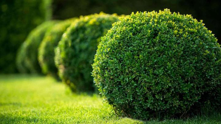 Entretien d'espaces verts Gonesse